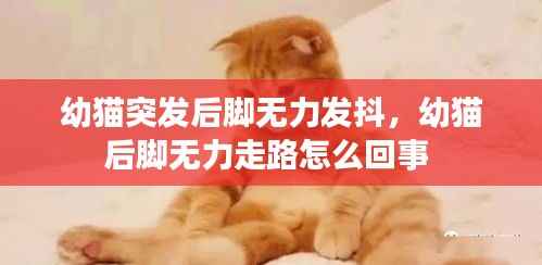 幼猫突发后脚无力发抖，幼猫后脚无力走路怎么回事 